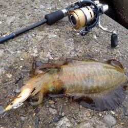 越前海岸エギングシーズン開幕！